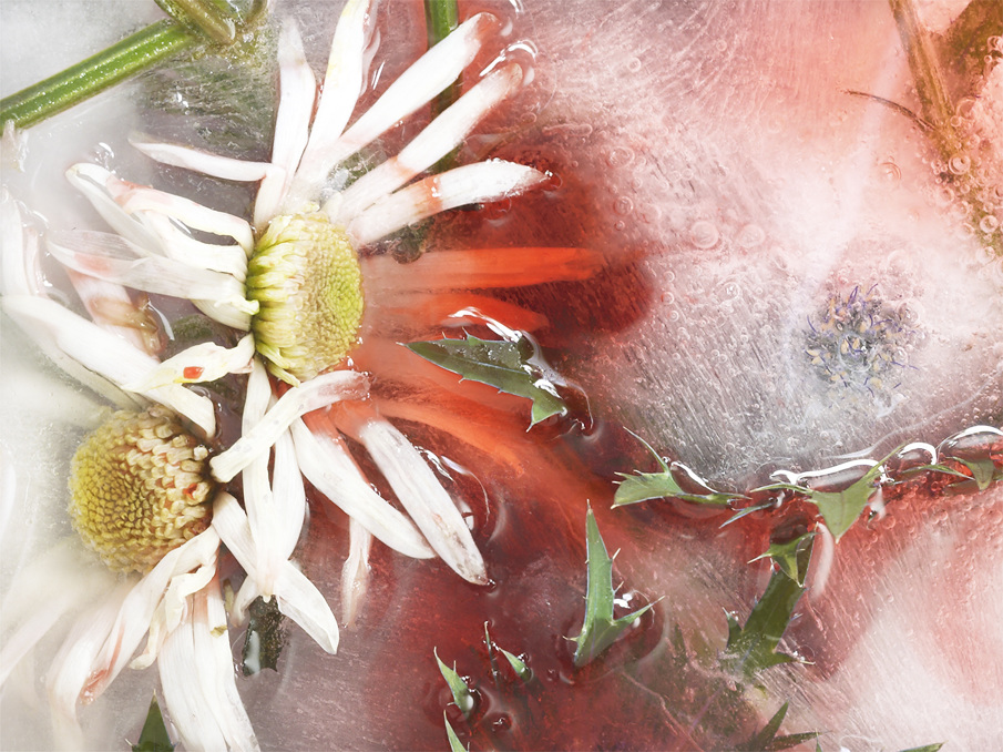 Flower Power fleurs blanches et rouges de Lucas Laurent