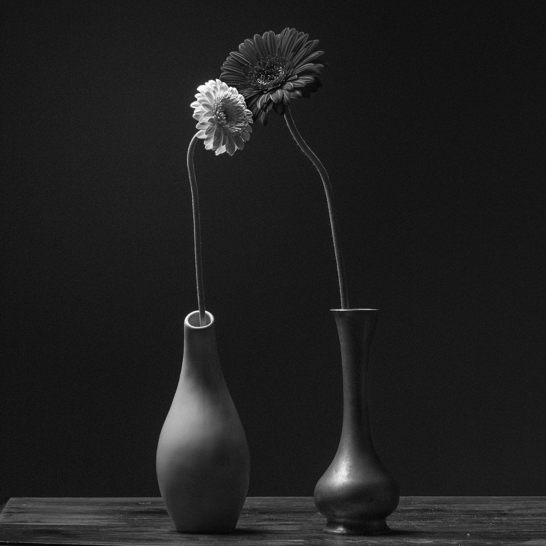 Composition florale photographiée par Fred Martin