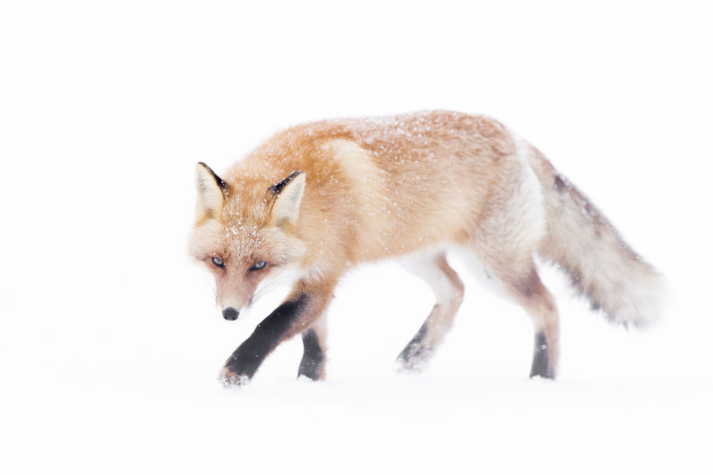Animal sauvage photographié dans la neige à Hokkaido par Michel d'Oultremont