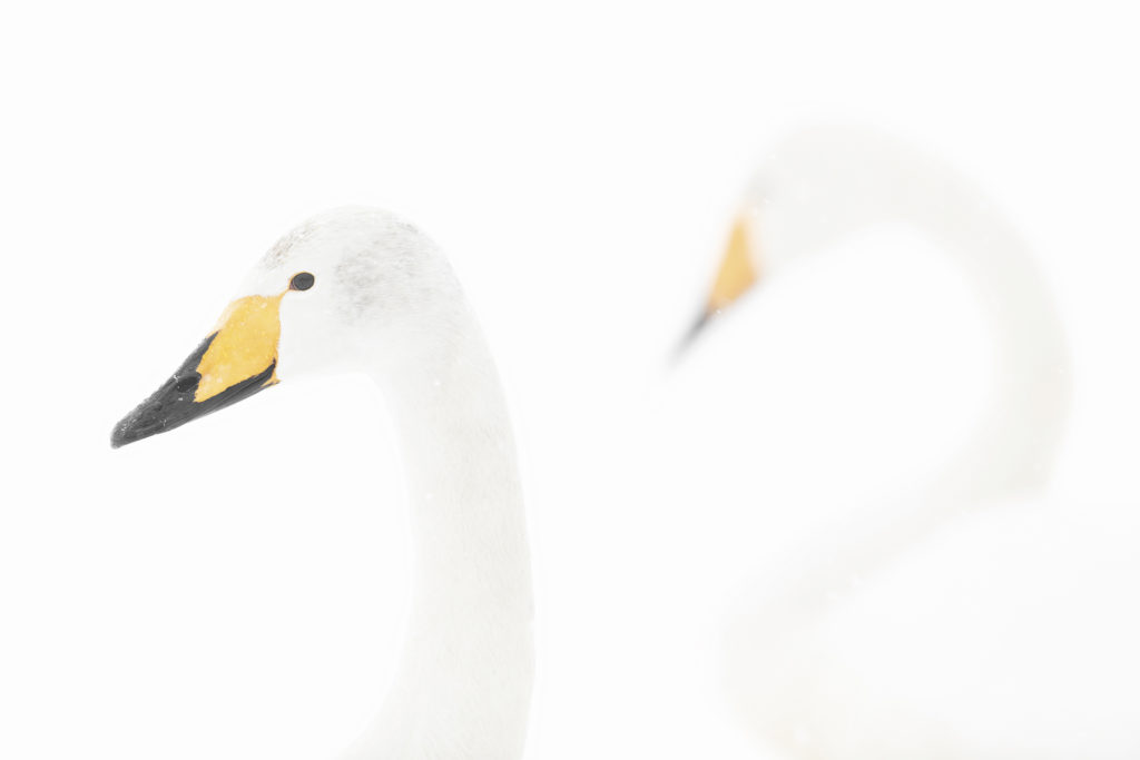 Animal dans un paysage hivernal photographié par Michel d'Oultremont