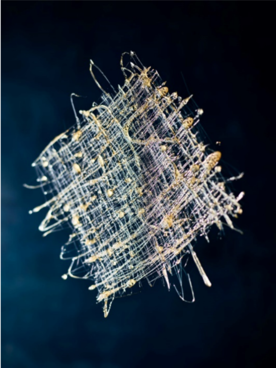 Photographie abstraite de sucre filé réalisée en moyen format par Andy Kerry