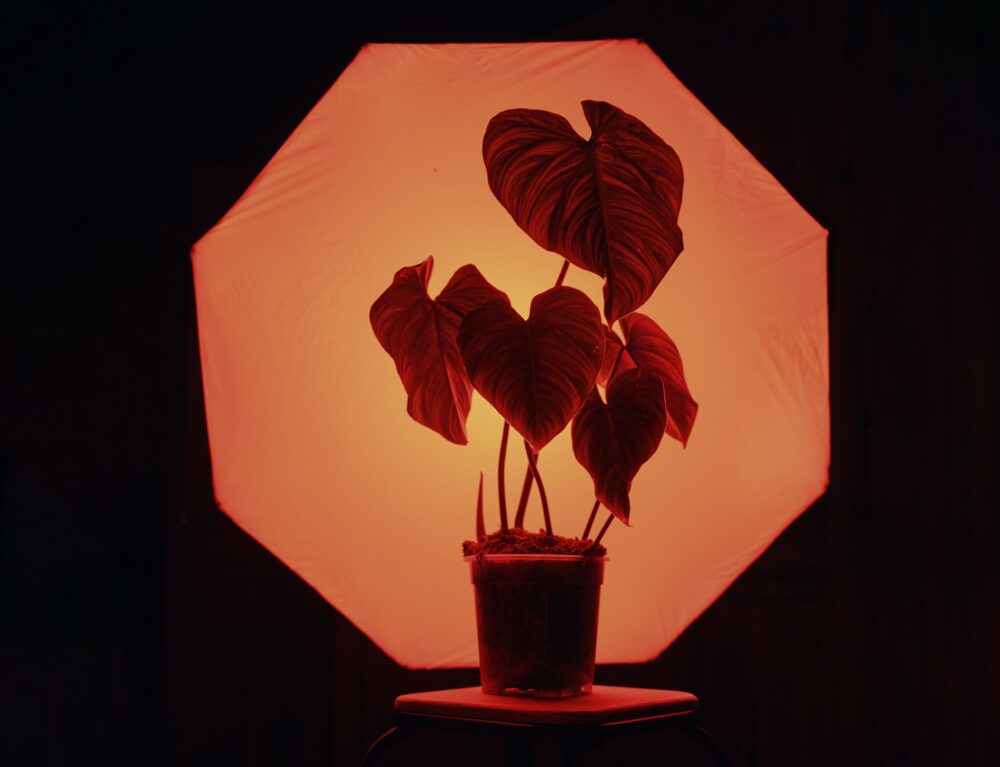 Diffusion de la lumière avec un dôme OCF monté sur un flash Elinchrom
