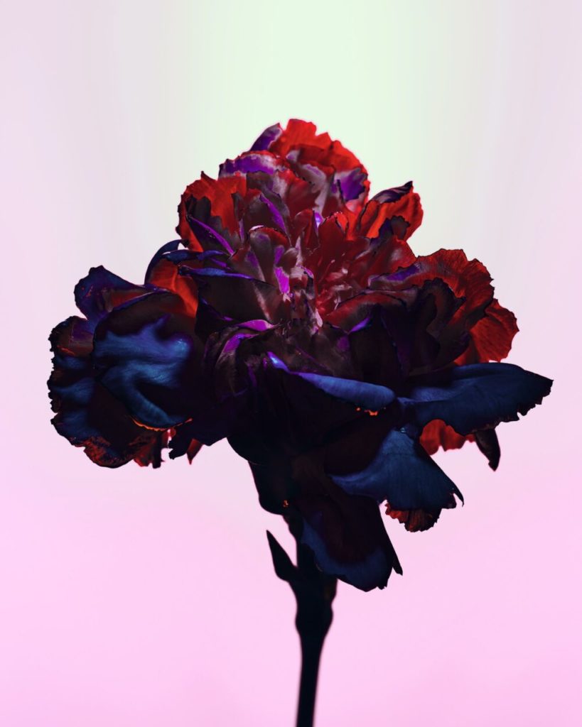 Photographie finale d’une rose éclairée avec des dômes OCF bleus et roses